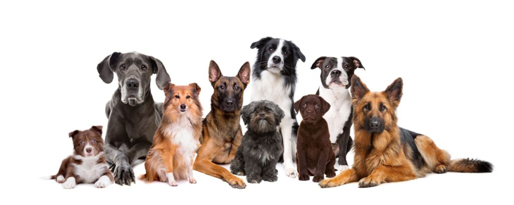 10 Most Popular Dog Breeds in Australia - HappyBark