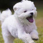 Maltese Dog Breeds