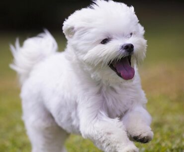 Maltese Dog Breeds