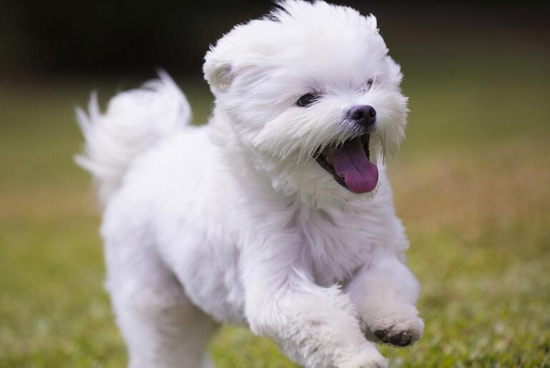 Maltese Dog Breeds