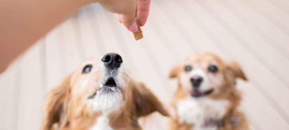 Puppy Treats During Training