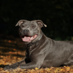 staffordshire-bull-terrier