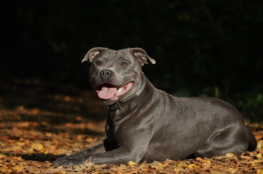 staffordshire-bull-terrier