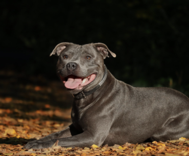 staffordshire-bull-terrier