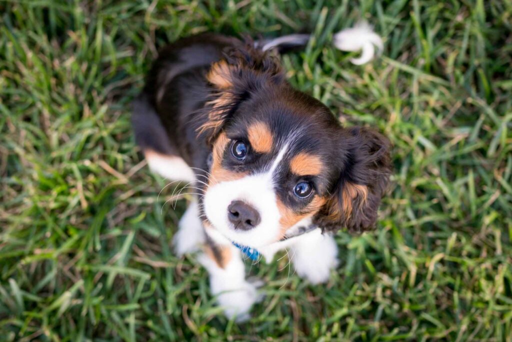 Puppy Training