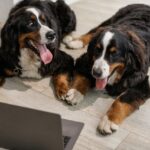 Best Dogs for working People