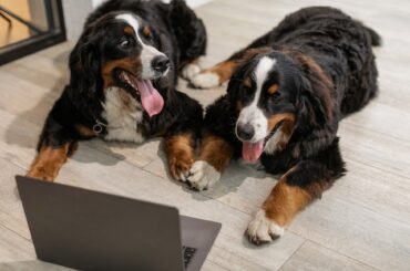 Best Dogs for working People