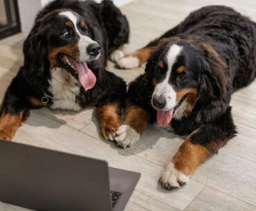 Best Dogs for working People