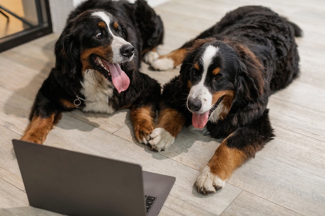 Best Dogs for working People