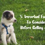 Factors to Consider Before Getting a Dog