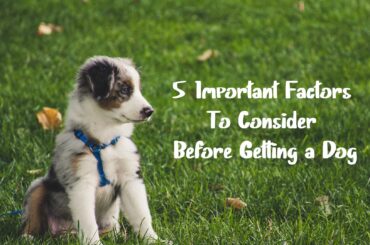 Factors to Consider Before Getting a Dog