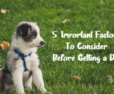 Factors to Consider Before Getting a Dog