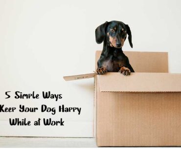 ways to keep your dog happy while at work