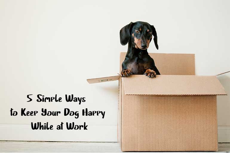 ways to keep your dog happy while at work