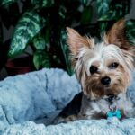 apartment dog breeds